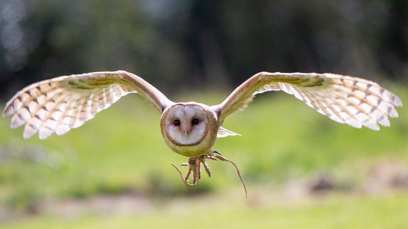 Birds of Prey Shooting Experience