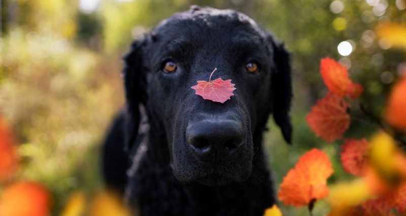 autumn leaf on Kaffe’s muzzle