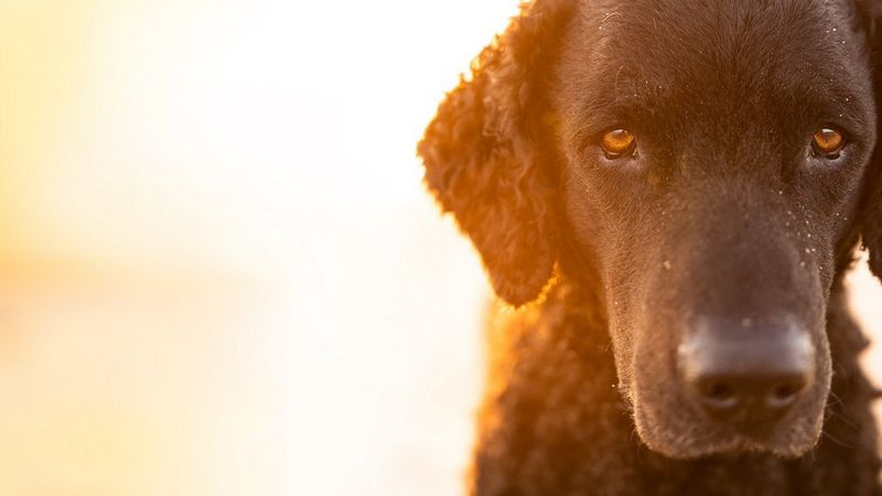 Kaffe, en curly coated retriever