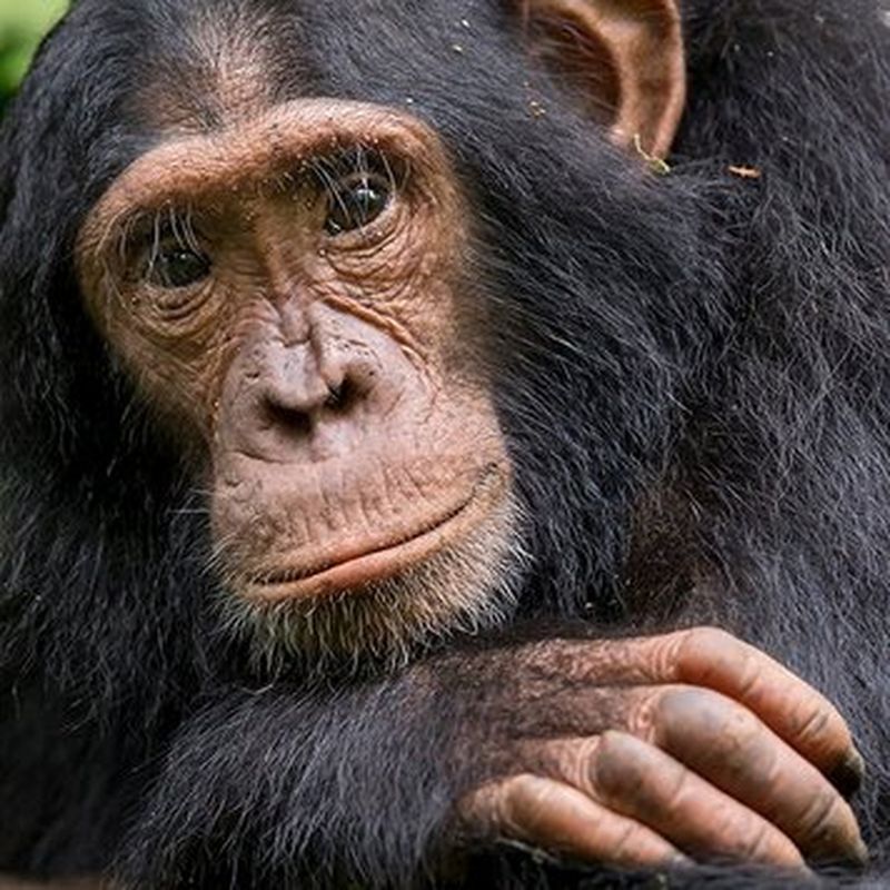 Chimpanzés : les seigneurs de la jungle
