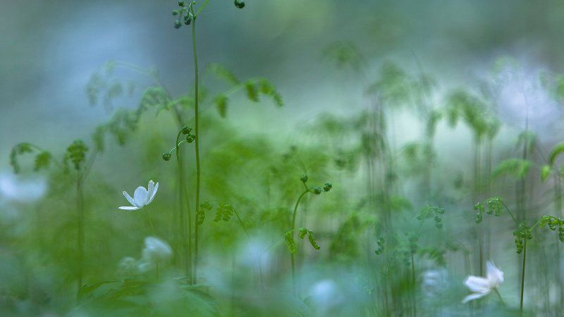 Jak fotografować kwiaty