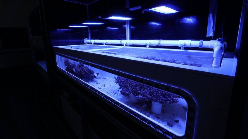 A professional coral nursery tank system with blue LED lighting and coral colonies inside.