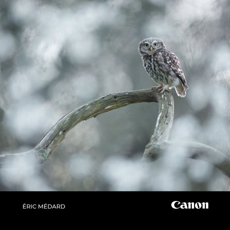 image d’une chouette sur une branche d’arbre sous la neige