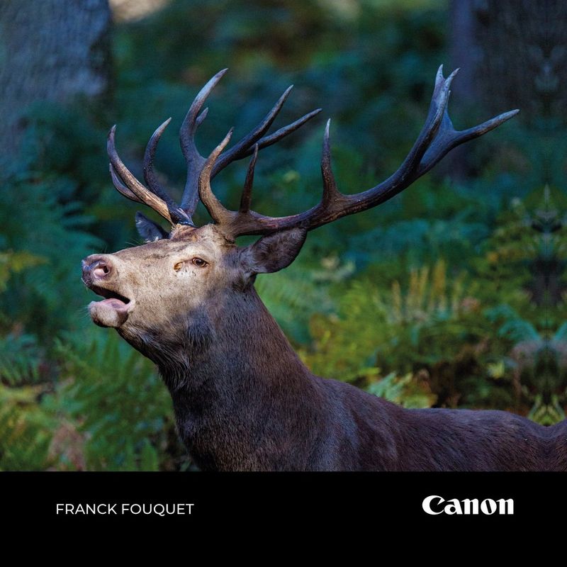 image d’un cerf dans la forêt entourée d’arbres