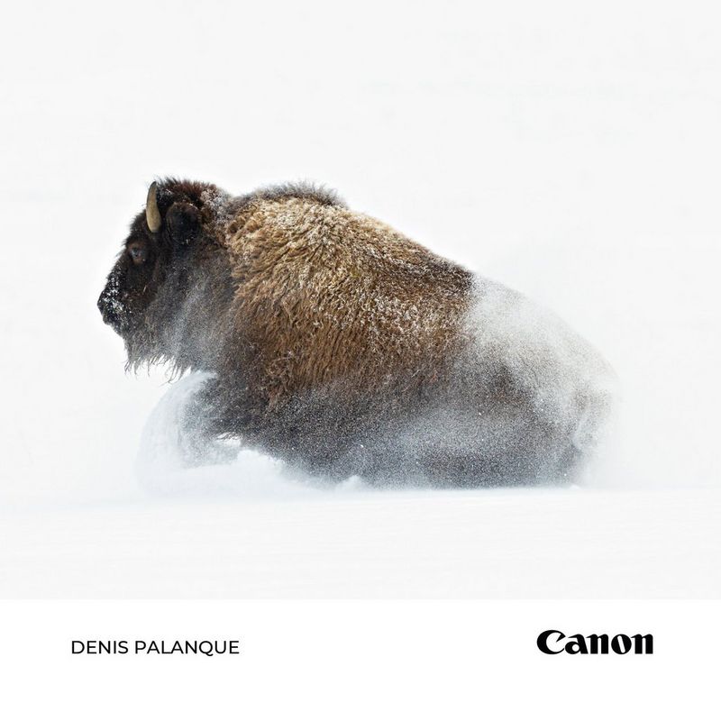 image d’un bison dans la neige
