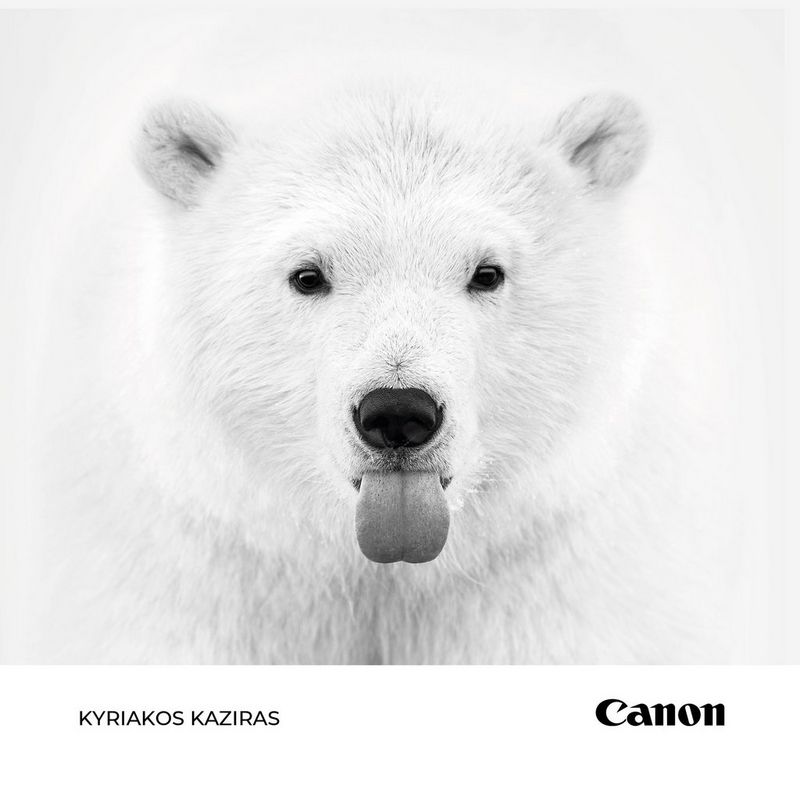 image d’un ours blanc dans la neige