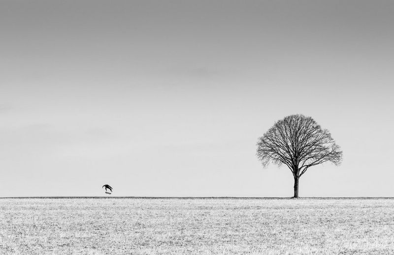 A minimalist black and white composition showing a single tree and skateboarder performing a trick in the distance. Action photo taken by Lorenz Holder on a Canon EOS R5 Mark II with a Canon RF 70-200mm F2.8L IS USM lens.