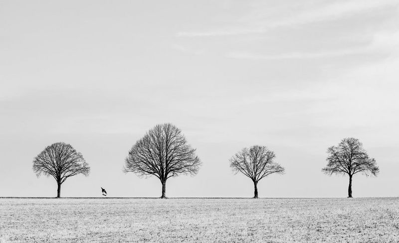 Черно-белая фотография, на которой скейтбордист вдалеке выполняет трюк среди четырех голых деревьев на горизонте. Динамичная фотография, снятая на камеру Canon EOS R5 Mark II с объективом Canon RF 70-200mm F2.8L IS USM.