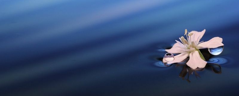 A water droplet hanging from a flower's petal.