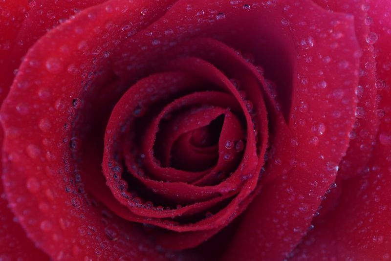 Изображение центра розы крупным планом без вспышки Macro Lite.