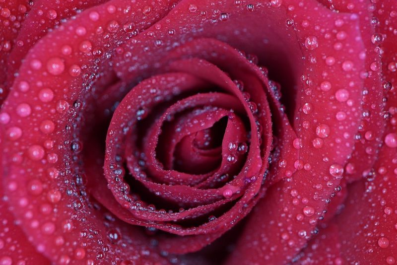 Изображение центра розы крупным планом со вспышкой Macro Lite.