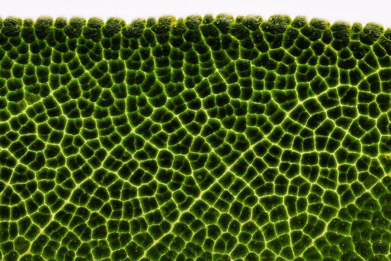 Запечатленный крупным планом в макрорежиме край листа шалфея с детальным отображением всех прожилок. Снято на камеру Canon EOS R10 с объективом Canon RF 100mm F2.8L MACRO IS USM.