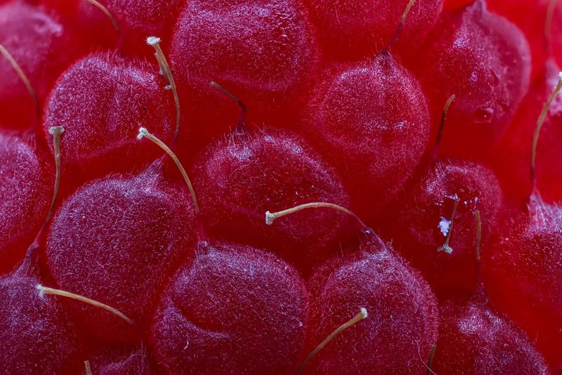 Запечатленная крупным планом в макрорежиме ягода малины с крошечными волосками на каждой костянке. Снято на камеру Canon EOS R10 с объективом Canon RF 100mm F2.8L MACRO IS USM.