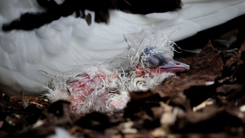 Gros plan d'un minuscule oisillon venant d'éclore, aux plumes blanches clairsemées et aux yeux fermés.
