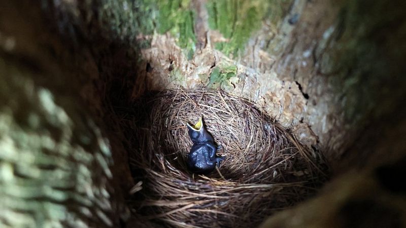 Un oisillon noir dépourvu de plumes, le bec jaune largement ouvert, repose dans un nid de paille au creux d'un tronc d'arbre.