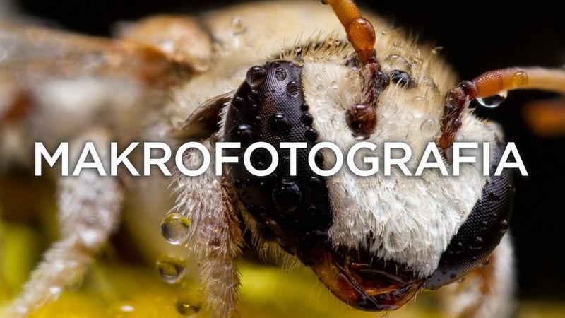 Makrofotografia