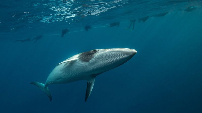 Een onderwateropname van een walvis die door diepblauw water zwemt, met meerdere snorkelaars zichtbaar als silhouetten aan de oppervlakte.