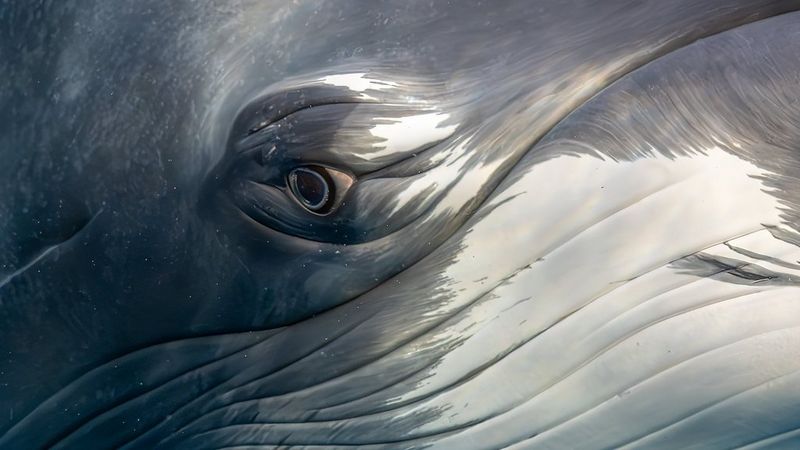 Een extreme close-up van het oog en de huid van een dwergvinvis. De opvallende grijze textuur van zijn huid lijkt bijna op een schilderij.