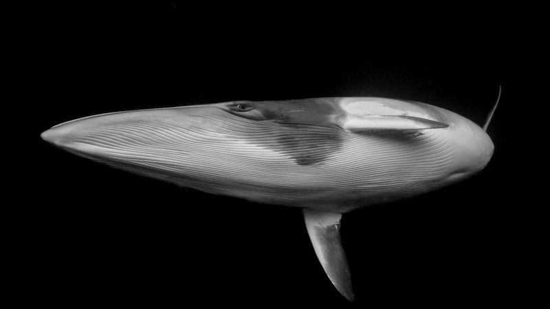 Marcia Riederer: the scientist telling stories, above and below the sea