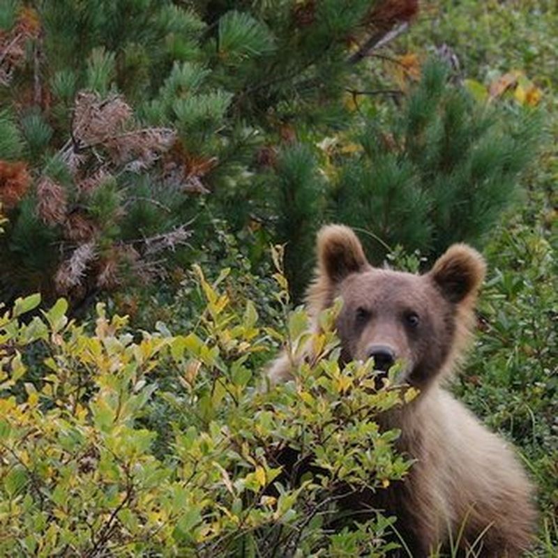De l’ours polaire, seigneur de la banquise, à l’ours Kermode