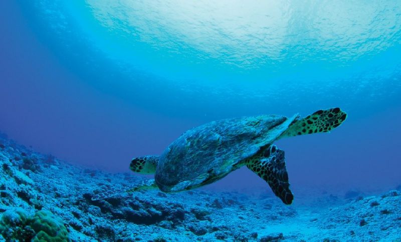 Catalogus Printmedia voor UV/UVgel-Solvent-Latex