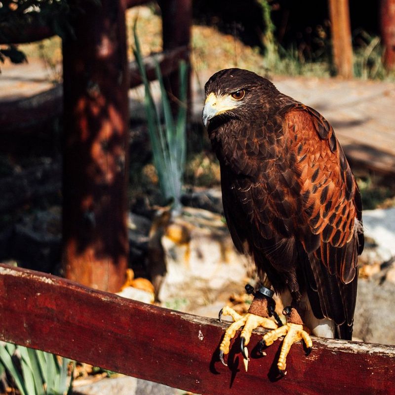 Приказната за Милош Димковски – Продолжувајќи патување од 2014 година за прв пат