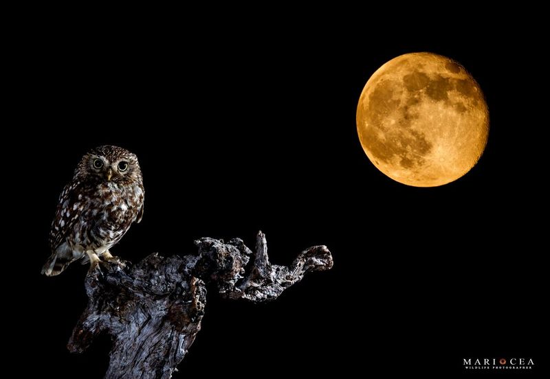 Fotografía creativa de fauna salvaje