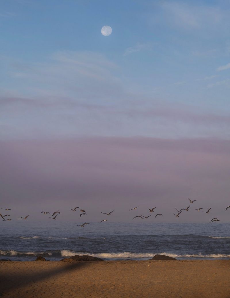 Zbledela slika lune, ki se dviga nad burnimi valovi in galebi med letom.
