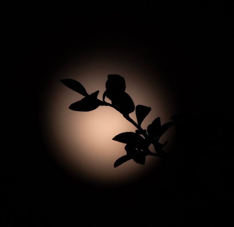 Leaves on a branch silhouetted against a blurred full moon, taken on a Canon EOS R10.
