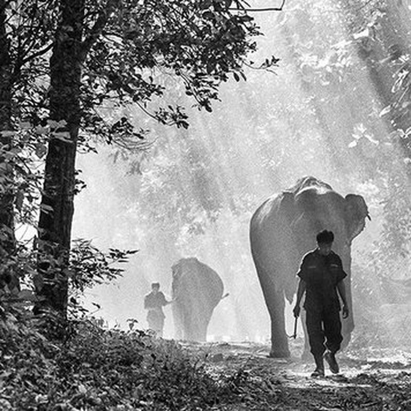 Des éléphants et des hommes