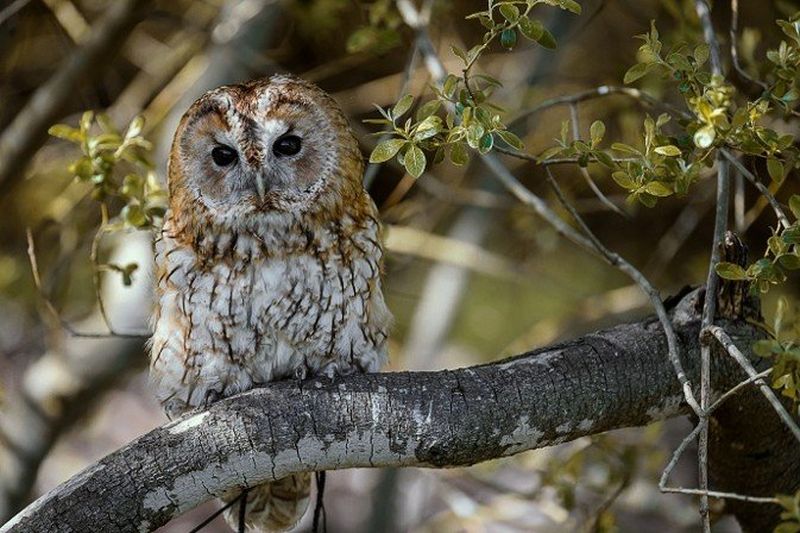 CANON Bird of Prey Photography | Eagles, Owls & Falcons