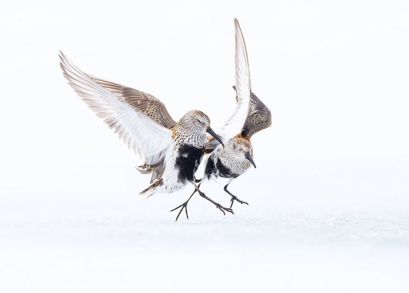 Två enkelbeckasiner som dansar i snön