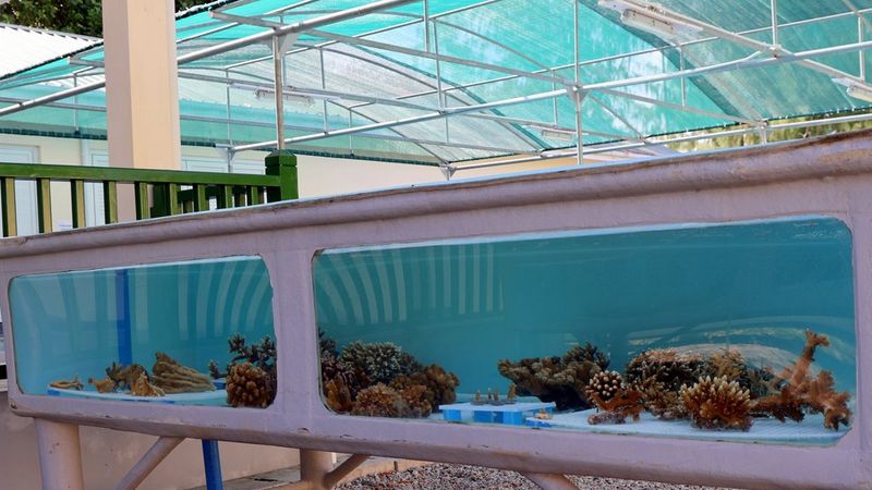Coral broodstock housed in long, outdoor aquarium tanks with viewing windows. The tank shown contains various brown, branching, and boulder corals.