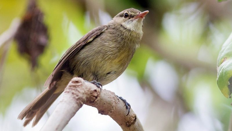 The Seychelles Warbler, A small, light-brown bird, sits on a tree branch.