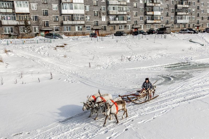  A man is pulled by three reindeer on a sled on a snowy field, captured by Natalya Saprunova.