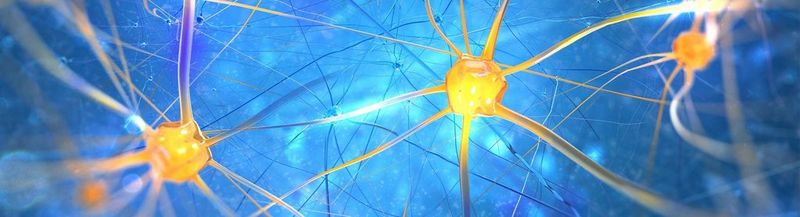 3D representation of neurons and the nervous system