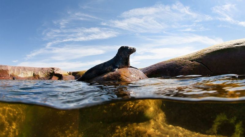 Dokumenttivideo kertoo World Unseen -hankkeen tarinan maailman meriltä ja korallien maailmasta aina Itämerelle ja sen avainlajien elämään.
