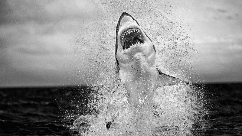 A black and white image of a white shark jumping out of water.