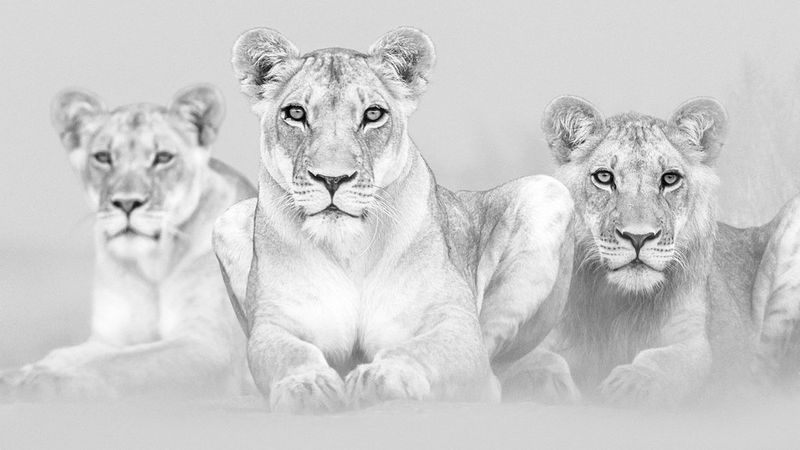 A black and white image of three lionesses sitting in the long grass in a remote part of the Central Kalahari Game Reserve in Botswana.
