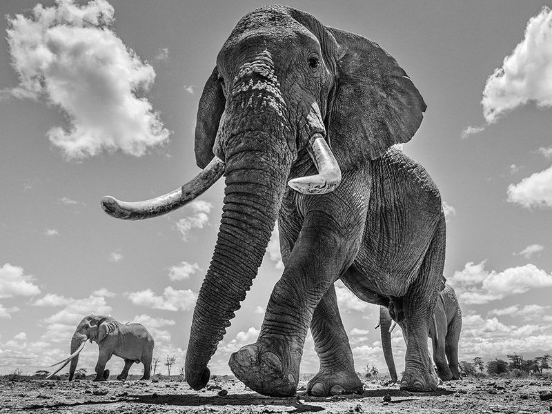 Capturing life in the wild to inspire change
