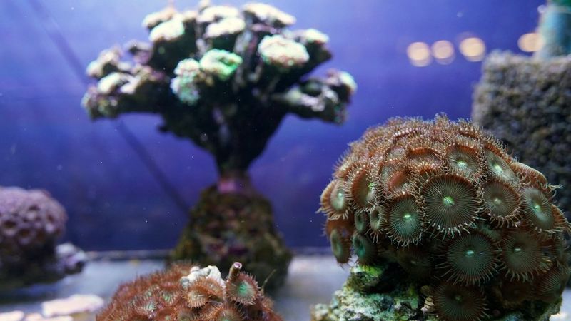 Rafy koralowe w Orientarium w Łodzi