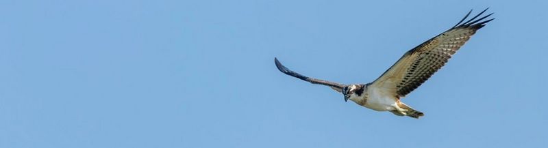 To the right of the image, an osprey flies, wings outstretched, against a plain light blue sky.