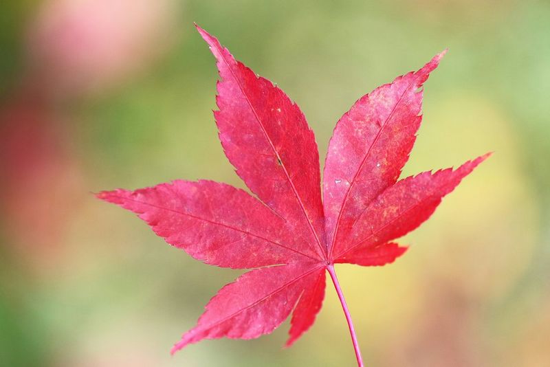Original colourful image of a red leaf.