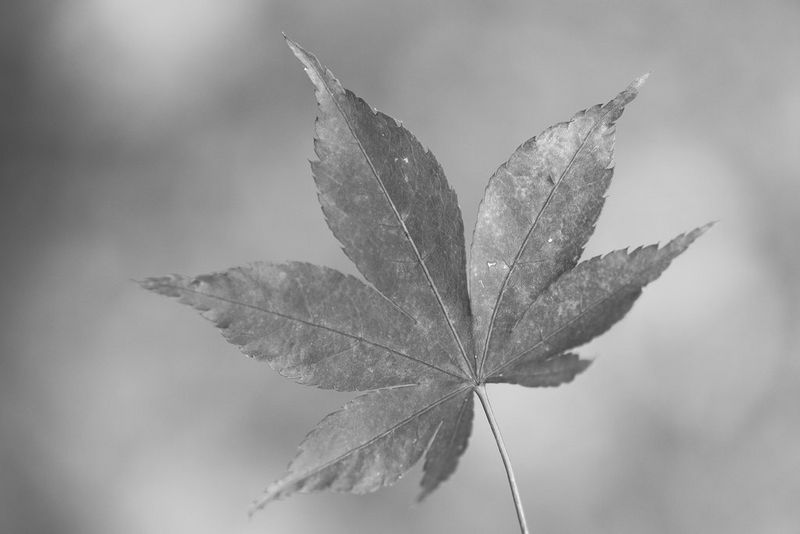 Een zwart-wit close-up van een groot blad.