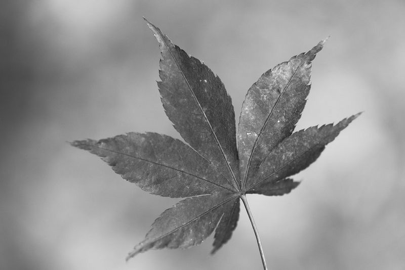 Een zwart-wit close-up van een groot blad met een groen filtereffect.