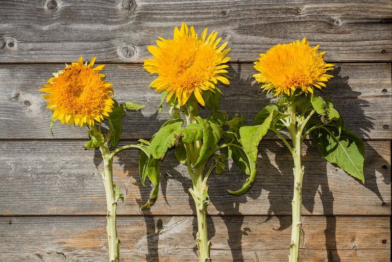 Original colourful image of three yellow flowers.