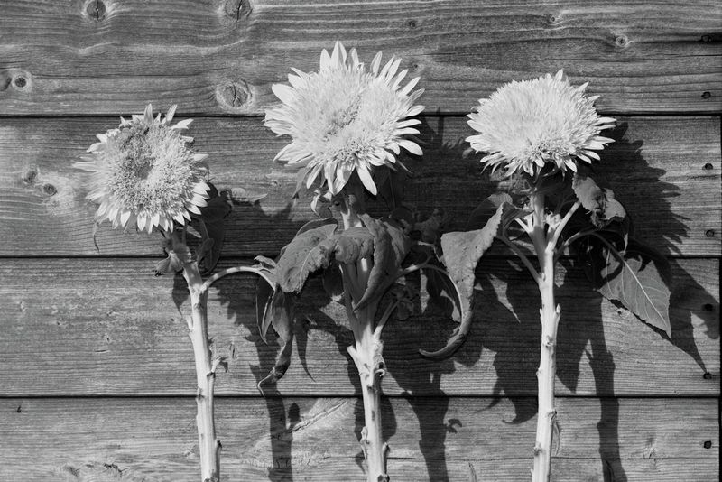The same image of three flowers but in monochrome with yellow filter applied.