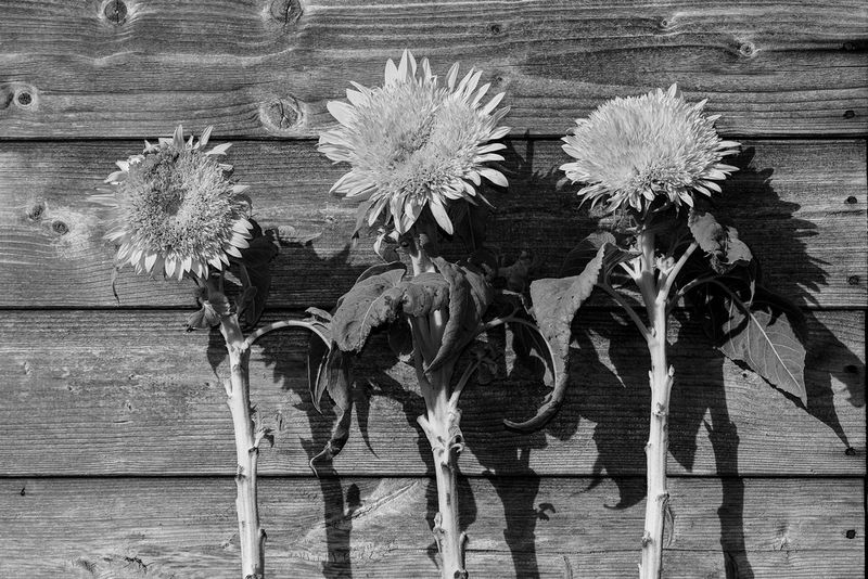 The same image of three flowers but in monochrome with no filter applied.