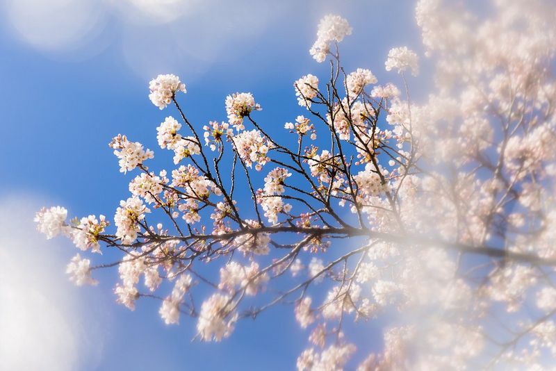 Lo-Fi-fornemmelse på et billede af et blomstrende træ, hvor der er brugt et gør-det-selv-filter.