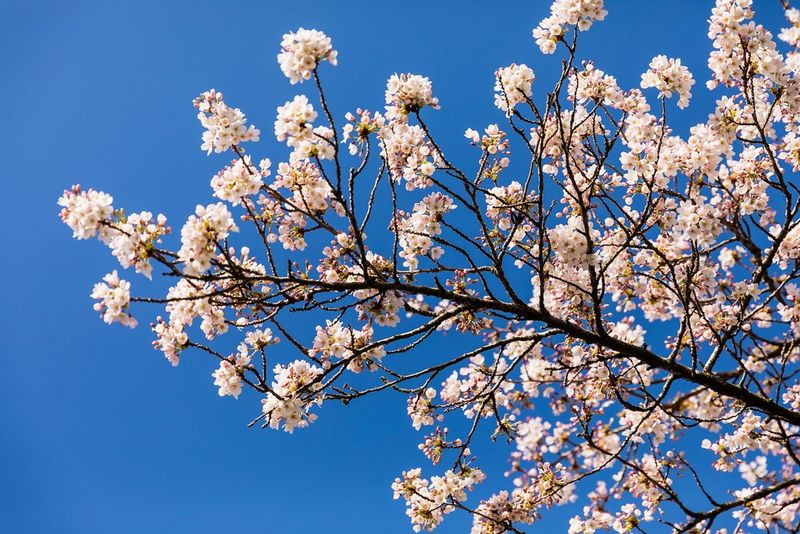 Originalt billede af grenen på et blomstrende træ.